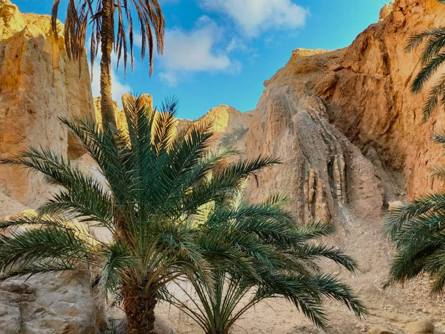 The mountain oasis, between rocks and palm trees